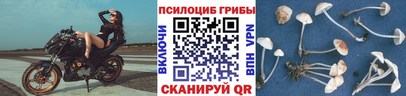 это телеграм  Верещагино  Галлюциногенные грибы Magic Shrooms 